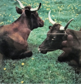 munzig koe